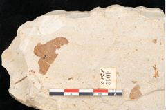 Foto (Detailansicht) von Myrica lignitum Unger (NHMW-GEO-2024-0188-4012)